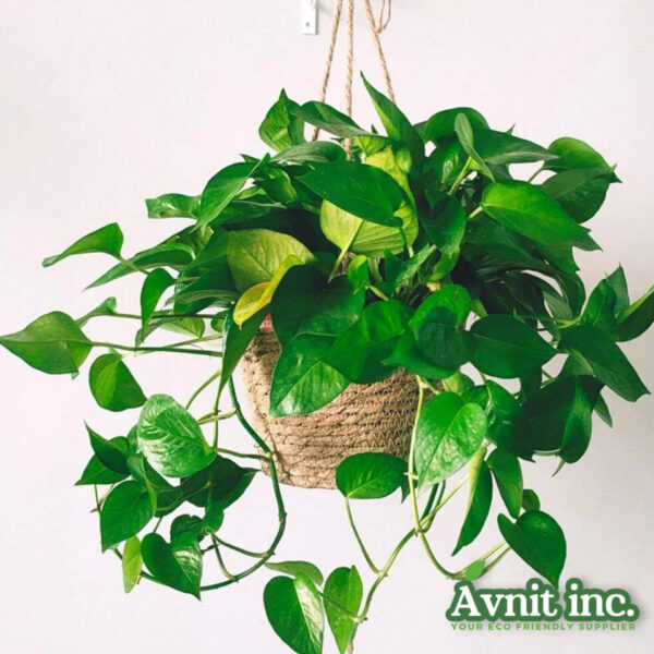 40205 EcoHang Jute Natural Plant Hanger 2